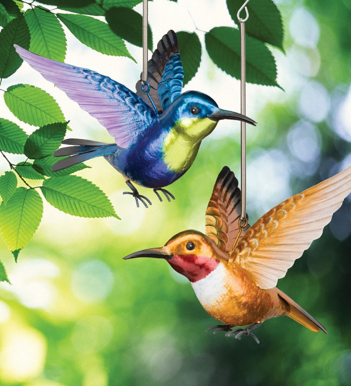 Rufous & Woodnymph Hummingbird Bouncie