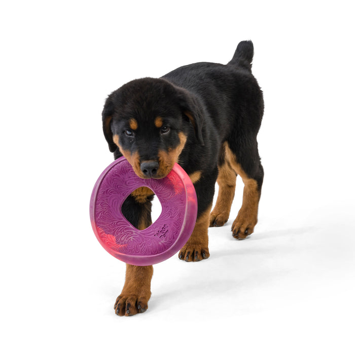A black and brown puppy joyfully carries a Sailz® Fetch Flyer Dog Toy made from ocean-bound recycled plastic by West Paw, set against a white background.