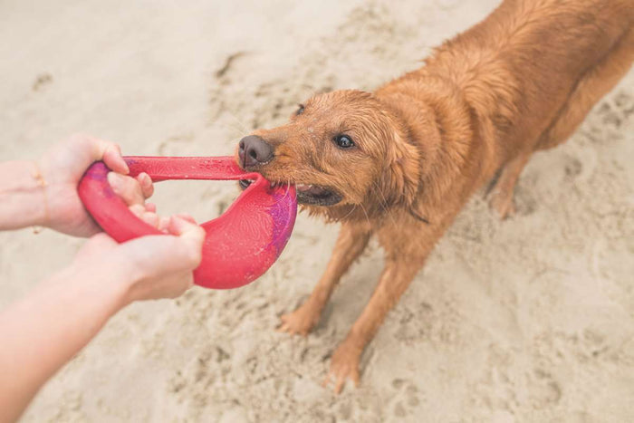 At the shore, a wet, sandy golden retriever excitedly tugs on West Paws Sailz® The Perfect Fetch Flyer Dog Toy. Made from ocean-bound recycled plastic, this red beach toy showcases the dogs energetic play under a cloudy sky.
