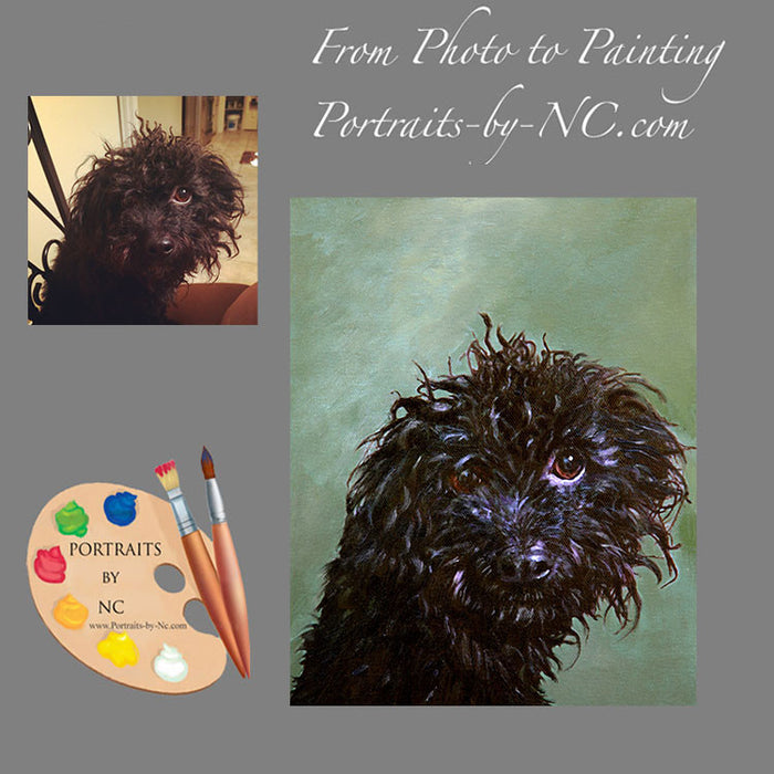 Schnoodle Dog Portrait from Photo 442