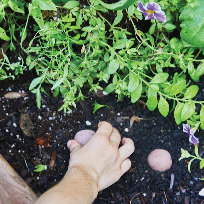 A hand plants seed potatoes in rich soil, with green leaves and purple flowers suggesting a vibrant garden. Nearby, Modern Sprouts Seed Bomb - Youre Wild Flower promises to attract pollinators, enriching the lush tapestry of nature.