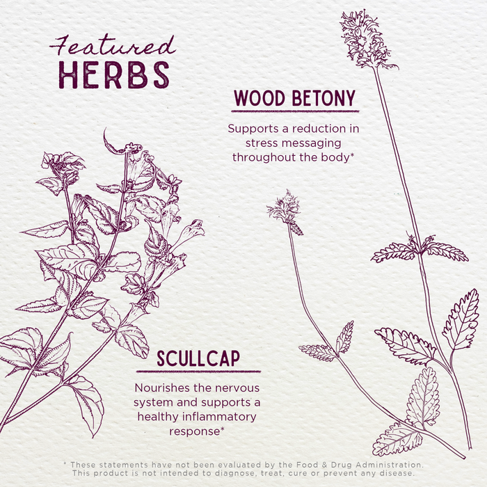 Hand-drawn illustrations of herbs featured in WishGarden Herbs’ Serious Relaxer: wood betony for stress reduction and scullcap to nourish the nervous system, supporting restful sleep and a healthy inflammatory response.