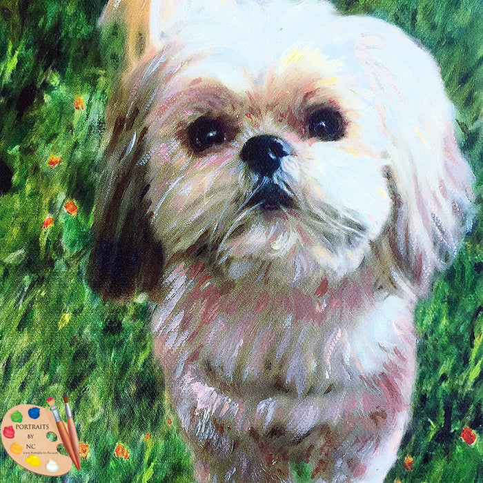 Shih Tzu Dog Portrait 379
