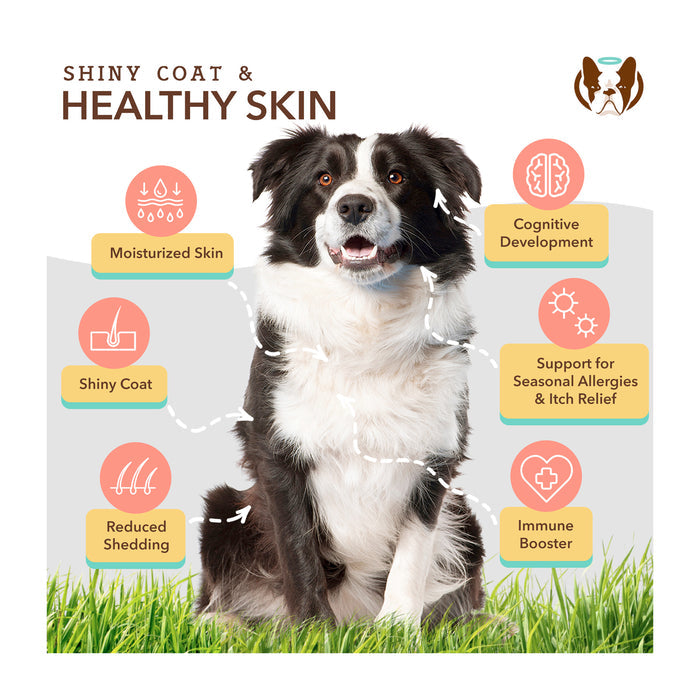 A happy black and white dog sits on grass. Around it are icons with benefits like moisturized skin, shiny coat, reduced shedding, cognitive development, allergy relief, and immune booster. Text above reads "Shiny Coat &amp; Healthy Skin.