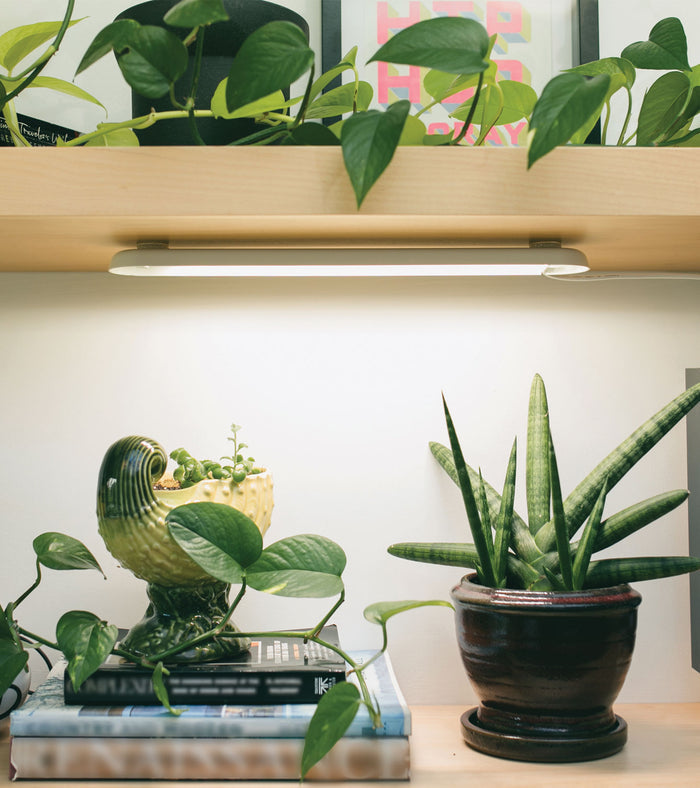 A shelf with lush greenery, featuring a trailing vine and a pointed-leaf plant, flourishes under the Modern Sprout Smart Growbar. A decorative pitcher with small plants sits on books while a framed picture enhances the charm of the upper shelf.