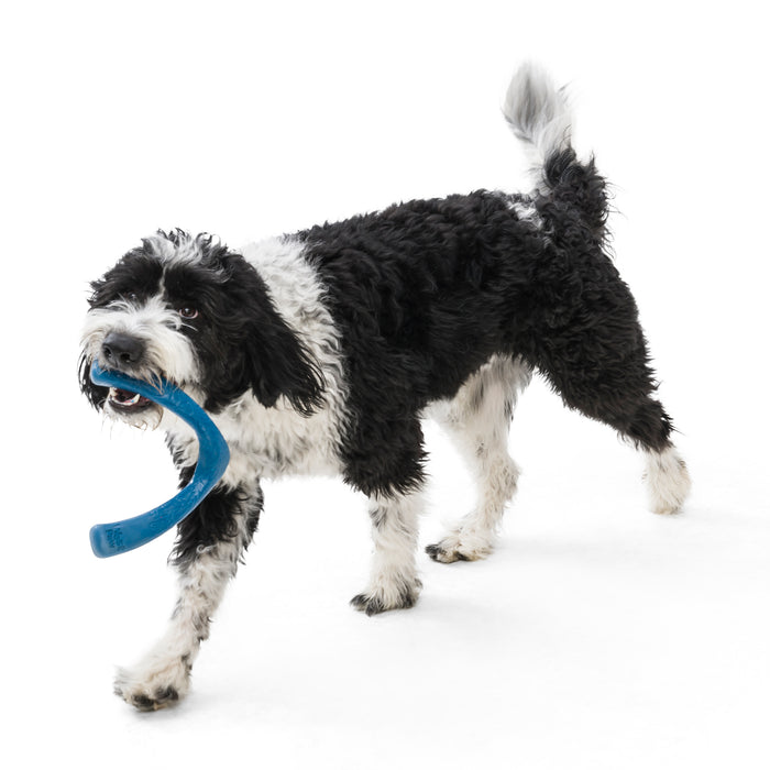 A playful black and white dog with high energy holds a blue Snorkl® Interactive Tug and Fetch Dog Toy by West Paw, crafted from ocean-bound recycled plastic, mid-stride on a white background.