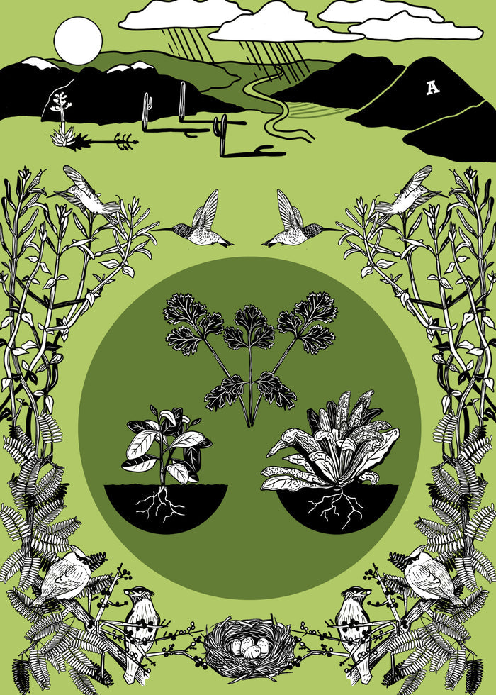 Sonoran Seasons Card Set