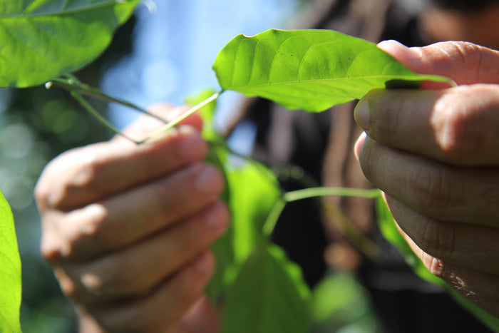 A person delicately holds vibrant green leaves outdoors under sunlight, reminiscent of nature unveiling Thrive Natural Cares Spot-On Tone Balancing Serum. The blurred background enhances the focus on hands and leaves, evoking harmony and a natural skin tone.