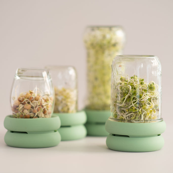 Four Sprout Huggers by Food Huggers hold sprouting seeds on green bases, showcasing sprouts at various growth stages. The neutral background highlights the vibrant green of this home-sprouting kit.