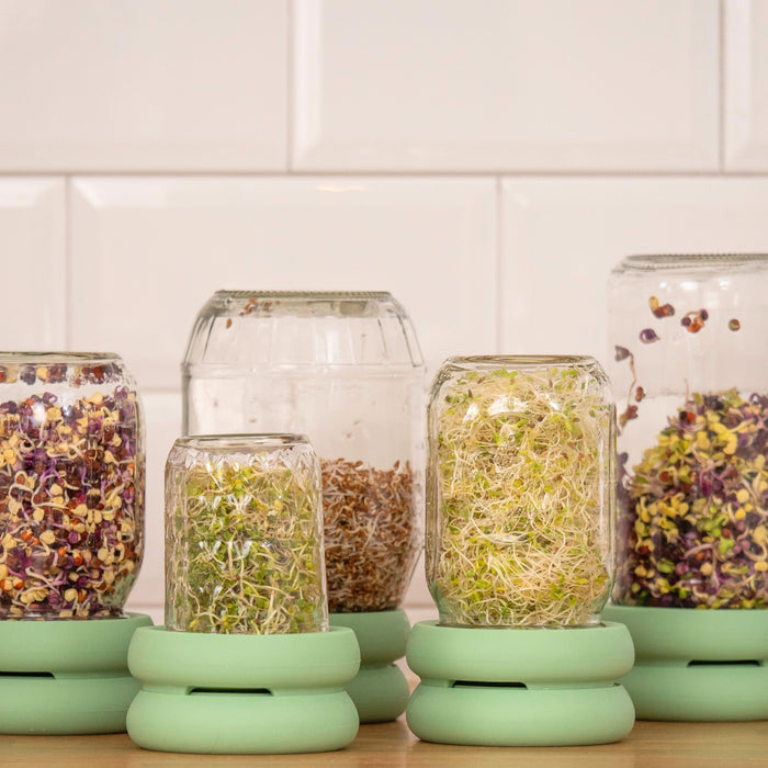 Five glass jars of nutritious alfalfa and radish sprouts rest upside down on mint green Sprout Huggers by Food Huggers, arranged on a light wooden surface against a tiled white backsplash.