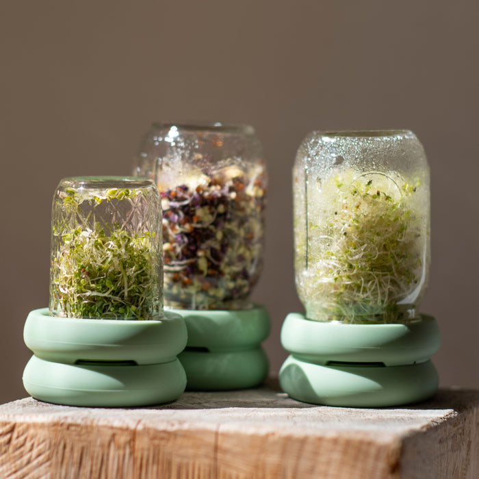 On a wooden surface, three Sprout Huggers glass jars by Food Huggers sit on mint trays, filled with various sprouts. One jar is upside down, resembling a home-sprouting kit against a neutral background.