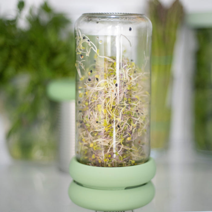 A glass jar filled with nutritious sprouts is upside down on a green stand. The blurred background suggests plants, making Food Huggers Sprout Huggers a delightful addition to any kitchen.