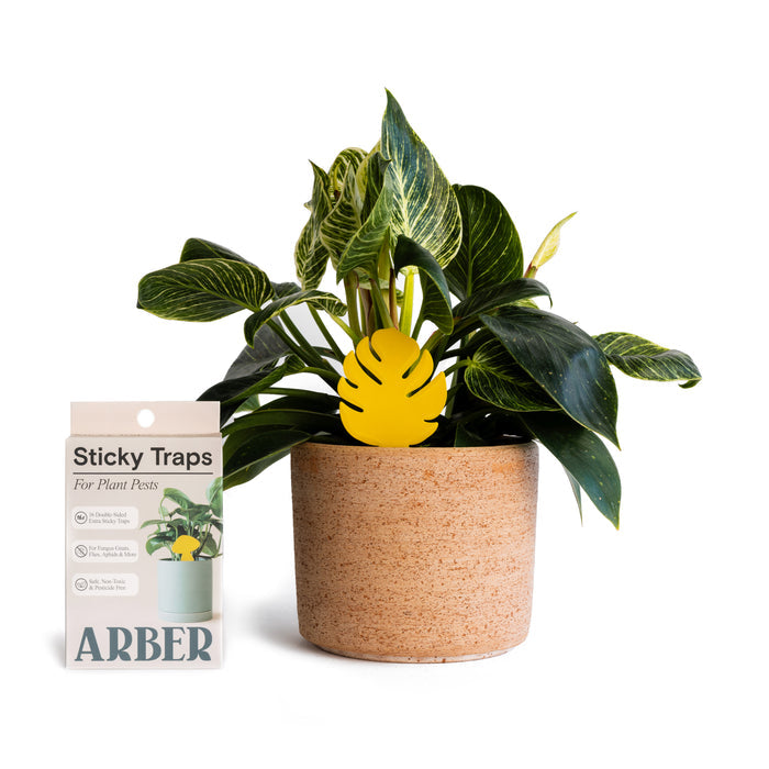 An earthy brown pot holds a potted plant with variegated leaves beside Arbers Sticky Traps to Trap Indoor and Greenhouse Pests. These chemical-free traps have a yellow design like the one in the pot, offering a natural pest solution.