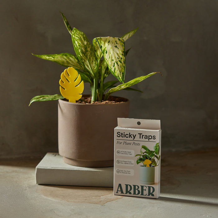 A potted plant with green variegated leaves sits beside a box labeled Sticky Traps to Trap Indoor and Greenhouse Pests from Arber. A yellow, chemical-free leaf-shaped sticky trap is inserted into the soil against a plain, neutral background.