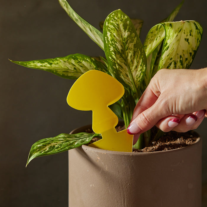 A hand with red-tipped nails places an Arber Sticky Trap, shaped like a yellow mushroom, into the soil of a gray planter holding a leafy green plant with speckled leaves. The dark background highlights this chemical-free pest defense.