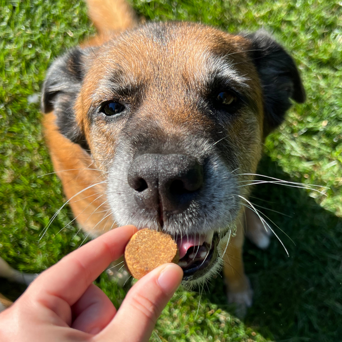 A brown and black dog with a white muzzle eagerly reaches for Chippins Superfood Cricket & Peanut Butter Dog Treat, offered by a hand. Sitting on vibrant green grass, the dog locks eyes with the camera, ready to enjoy this sustainable, gut-healthy delight.