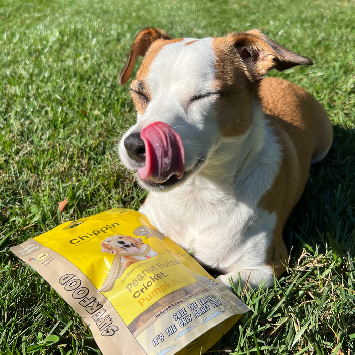 A brown and white dog lounges on green grass, eyes closed and tongue out, savoring a nose lick. Next to it, a yellow package of Chippin Superfood Cricket & Peanut Butter Dog Treats featuring gut-healthy cricket protein is propped against its paw.
