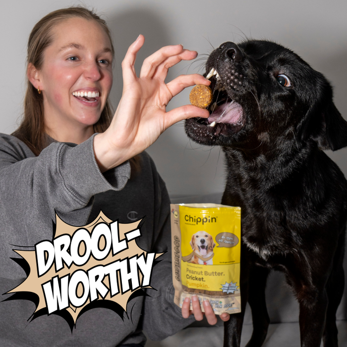A smiling person is holding a treat above the mouth of a black dog, who is eagerly reaching for it. The bag of treats in the person's hand is labeled "Chippin, Peanut Butter, Cricket, Pumpkin." The words "Drool-Worthy" are displayed in a comic-style burst.