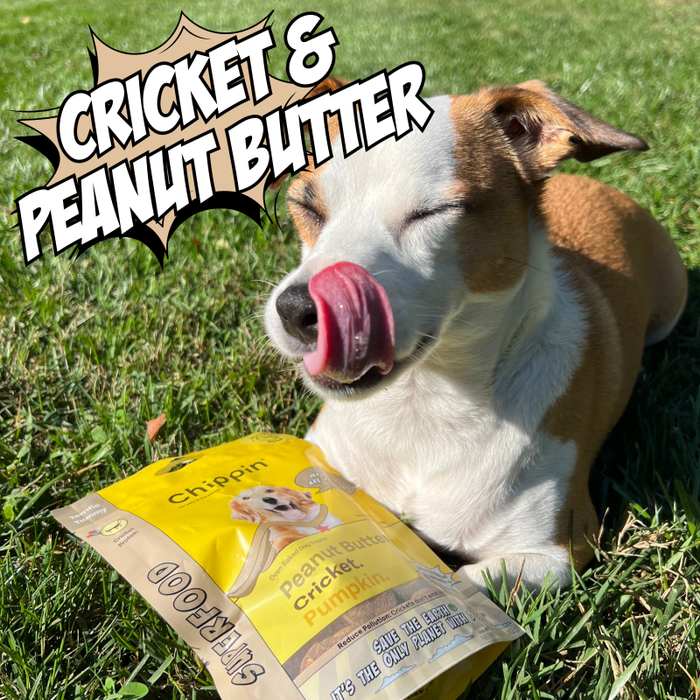 A dog sits on grass, eyes closed and nose licked. In front of it is a yellow Chippin bag of Superfood Cricket & Peanut Butter Dog Treats, highlighting the sustainable, gut-healthy cricket protein inside.