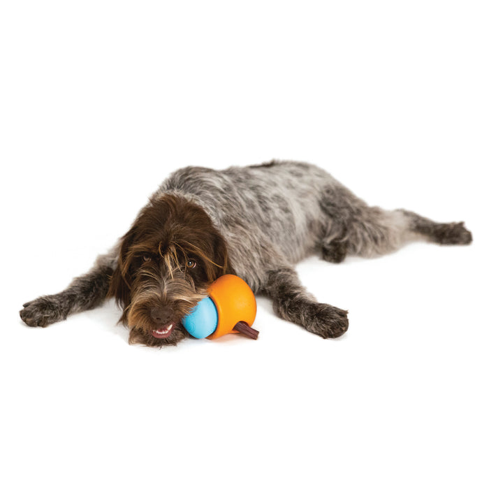 A scruffy dog with brown and gray fur lies on a white background, playfully holding West Paws Treat Dispenser Dog Toy to Promote Healthy and Slow Eating - Small in its mouth, sprawled out and appearing relaxed as it enjoys the toys challenge.