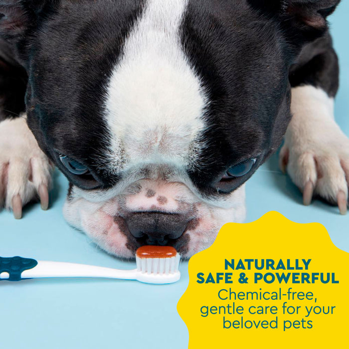 A black and white dog sniffs Radius USDA Organic Canine Toothpaste with brown paste on a light blue surface. A yellow starburst reads: Naturally safe & powerful. Chemical-free, gentle dental care for your beloved pet.