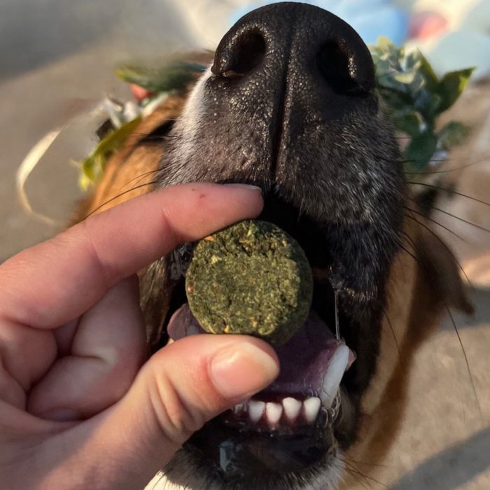 A close-up image shows a dogs mouth open wide, teeth gleaming. A hand offers a green, round treat—Chippins Veggie Dailies with Spirulina—a tasty and sustainable choice in pet nutrition. The dog looks eager to enjoy its vegan treat.