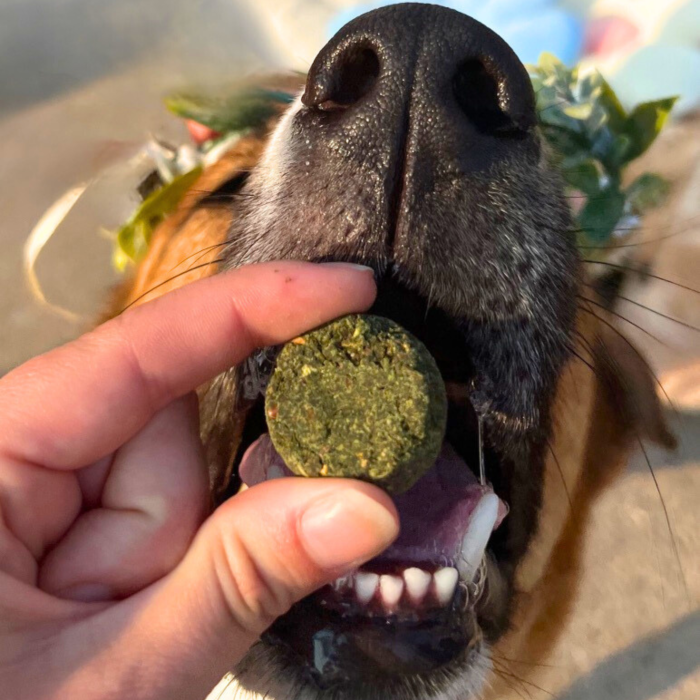 A close-up shows a dog eagerly reaching for a round, green Chippin Veggie Dailies with Spirulina treat in someones hand. The dog’s mouth is open, revealing its teeth and tongue, while wearing a wreath or decoration around its neck.