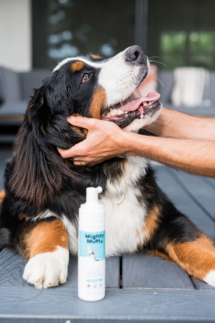 A fluffy Bernese Mountain Dog enjoys attention on a wooden deck after using Mighty Mutts Waterless Foam Pet Shampoo Refill, looking happy in the presence of a bottle with a dog illustration.