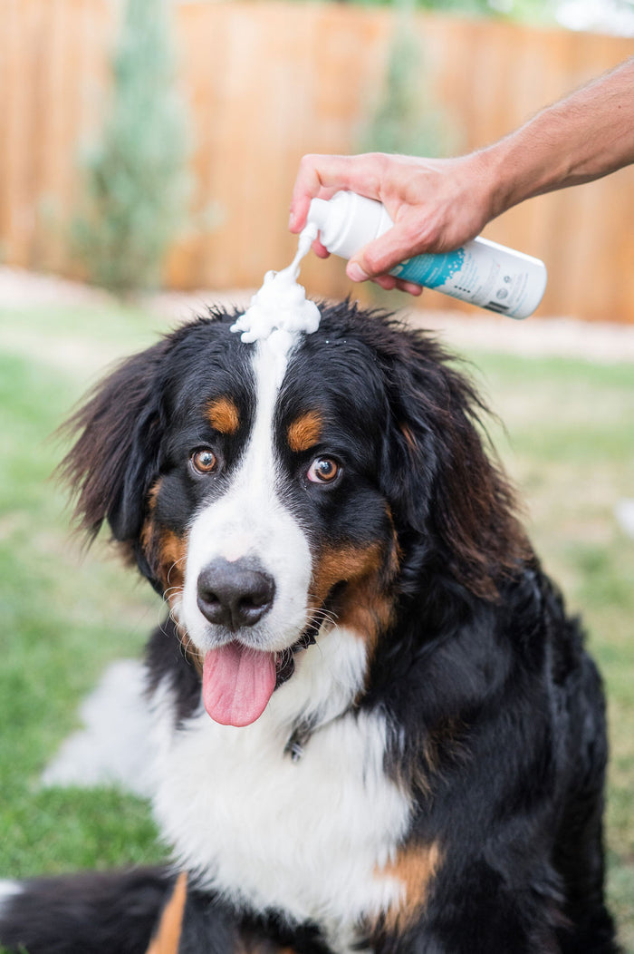 A fluffy dog with a playful expression sits on the grass as a hand applies Mighty Mutts all-natural Waterless Foam Pet Shampoo from a can, creating sudsy fun on its head. A wooden fence and blurred greenery frame the cheerful scene.