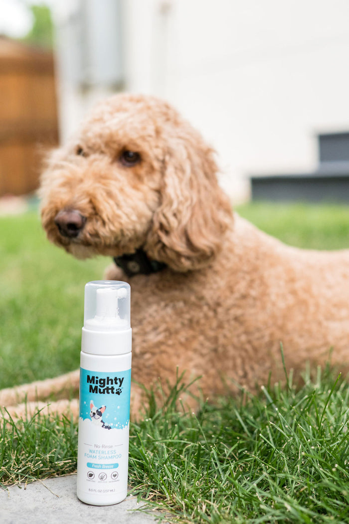 A curly-haired brown dog sits on the grass with a bottle of Mighty Mutt Waterless Foam Pet Shampoo in the foreground. The relaxed pup seems content, while the clearly labeled anti-itch deodorizing shampoo bottle takes center stage.