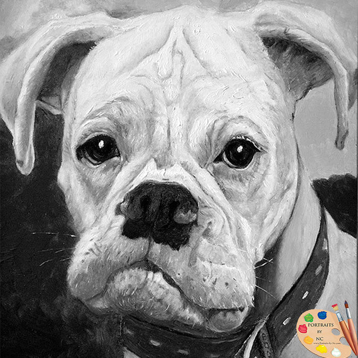 Boxer Pet Portrait 79 - Portraits by NC