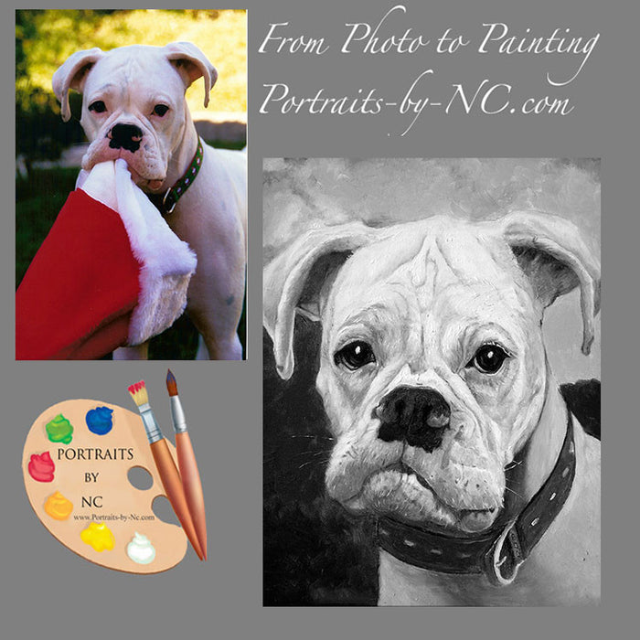 Boxer Pet Portrait 79 - Portraits by NC