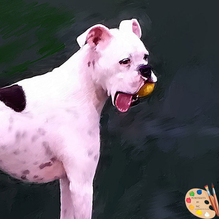White Boxer Pet Portrait 394