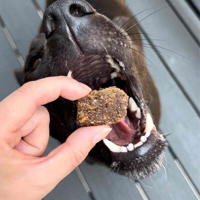 A black dog eagerly approaches a piece of Chippins Wild-Caught Fish & Pumpkin Dog Treats held by someone, its mouth wide open and nose prominent against the wooden floor background.