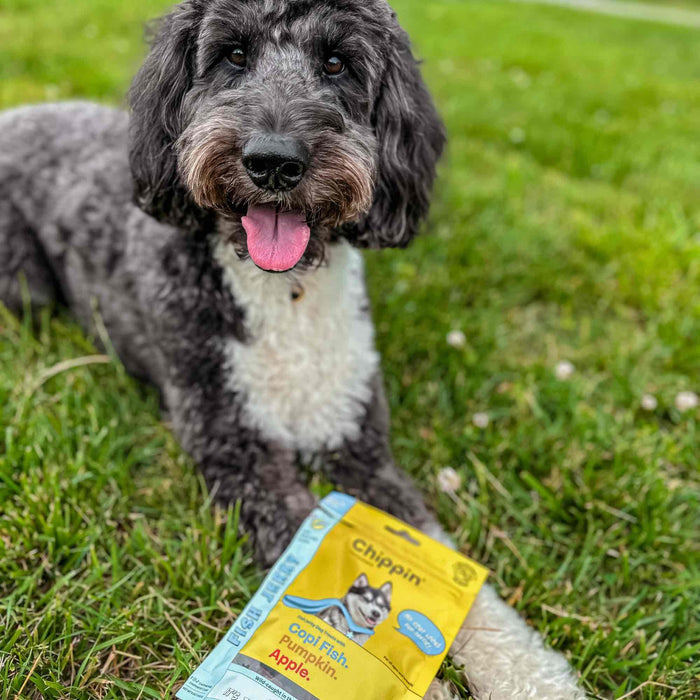 A black and white fluffy dog with a pink tongue sits on grass, gazing at the camera, in front of an open yellow packet of Chippin Wild-Caught Fish & Pumpkin Dog Treats made from fish jerky, offering the Cool Fish flavor rich in omega-3s.