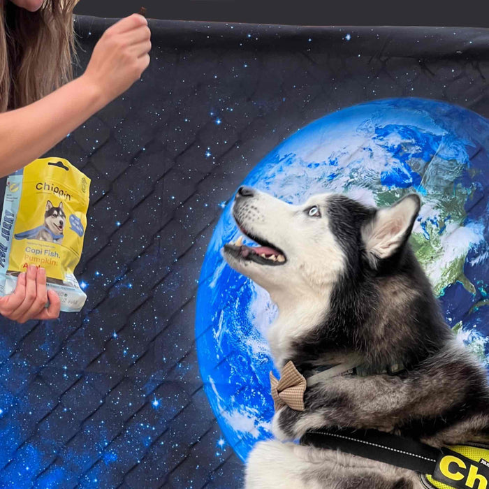 A husky wearing a harness with a bow tie looks up eagerly at someone holding Chippins Wild-Caught Fish & Pumpkin Dog Treats. An Earth image against a starry sky in the background underscores sustainable fishing, ensuring omega-3 richness for your furry friend!.