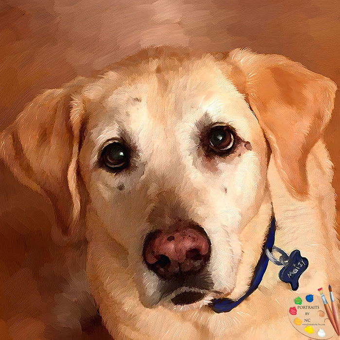 Yellow Lab Portrait 457
